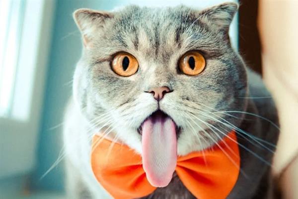 猫咪吐黄水吐猫粮的原因，主要是消化不良、肠道寄生虫感染等因素引起