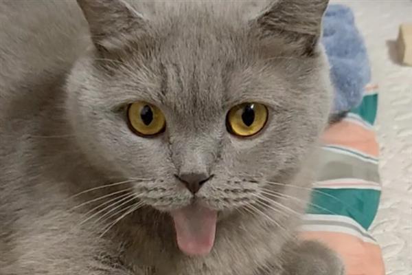 猫咪吐黄水吐猫粮的原因，主要是消化不良、肠道寄生虫感染等因素引起