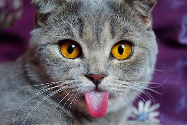猫咪吐黄水吐猫粮的原因，主要是消化不良、肠道寄生虫感染等因素引起