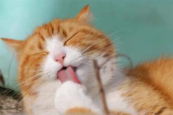 猫咪吐黄水吐猫粮的原因，主要是消化不良、肠道寄生虫感染等因素引起