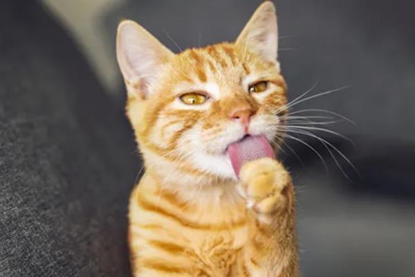 猫咪吐黄水吐猫粮的原因，主要是消化不良、肠道寄生虫感染等因素引起