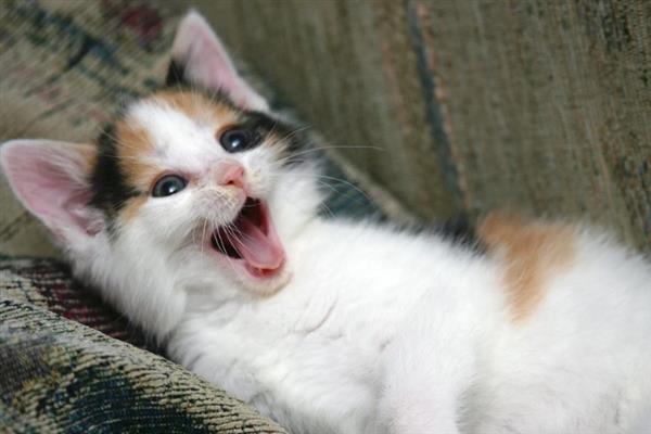 猫咪吐黄水吐猫粮的原因，主要是消化不良、肠道寄生虫感染等因素引起