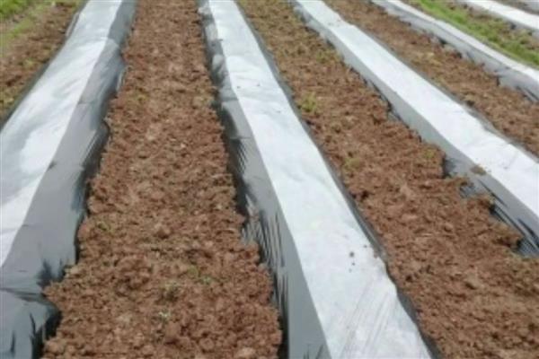 秋季蔬菜地膜种类，有无色地膜、黑色地膜等