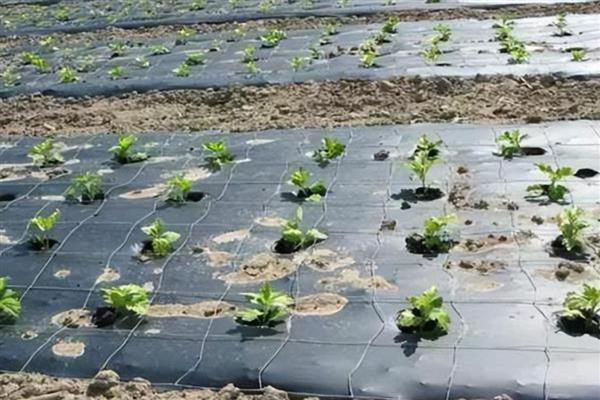 秋季蔬菜地膜种类，有无色地膜、黑色地膜等