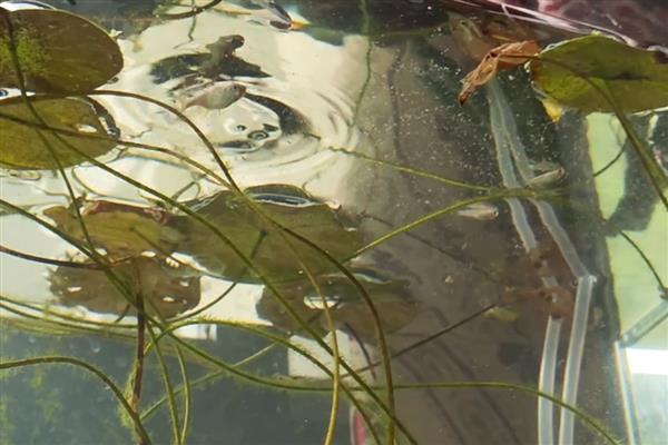 青鳉鱼苗吃什么，可以吃一些丰年虾卵