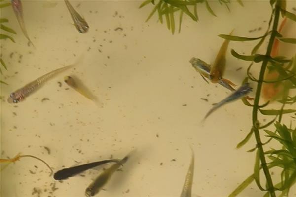 青鳉鱼苗吃什么，可以吃一些丰年虾卵