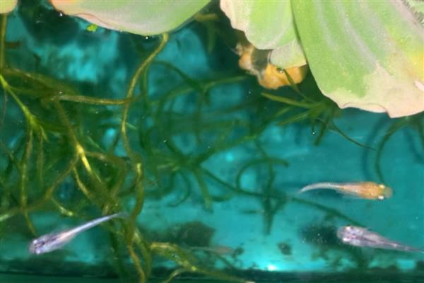 青鳉鱼苗吃什么，可以吃一些丰年虾卵
