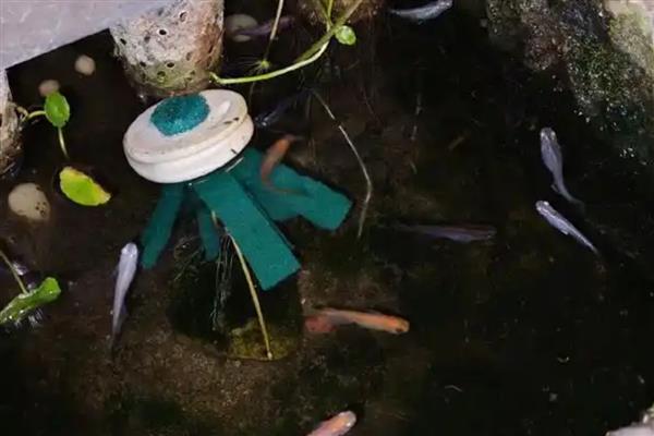 青鳉鱼苗吃什么，可以吃一些丰年虾卵