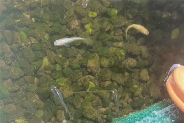 青鳉鱼苗吃什么，可以吃一些丰年虾卵