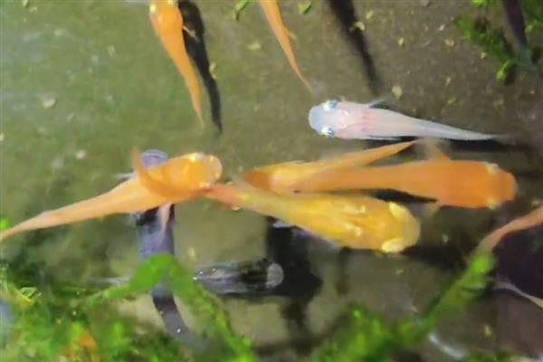 青鳉鱼苗吃什么，可以吃一些丰年虾卵