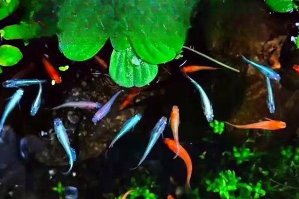 青鳉鱼苗吃什么，可以吃一些丰年虾卵