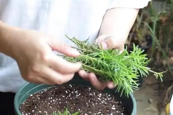 太阳花刚剪下来能马上栽吗，不能马上栽