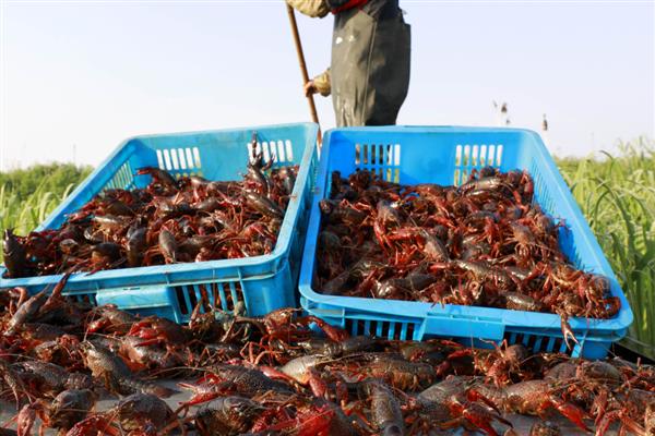 养殖10亩小龙虾的成本，大概需要13万元左右