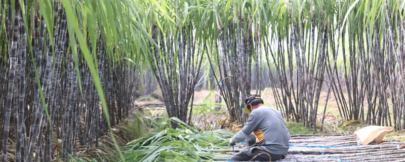 甘蔗倒伏的原因，植株中后期高大容易遇风倒伏