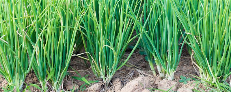 小葱种子冬天会不会发芽，做好保暖工作便可萌发