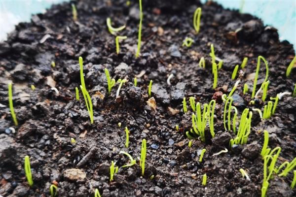 小葱种子冬天会不会发芽，做好保暖工作便可萌发