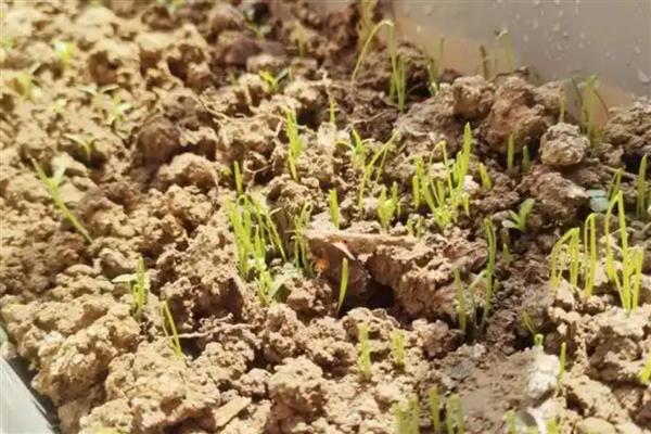 小葱种子冬天会不会发芽，做好保暖工作便可萌发