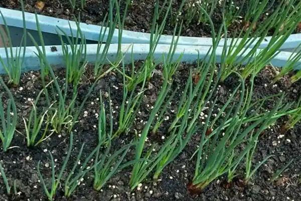 小葱种子冬天会不会发芽，做好保暖工作便可萌发