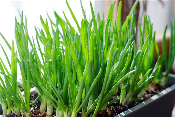 小葱种子冬天会不会发芽，做好保暖工作便可萌发