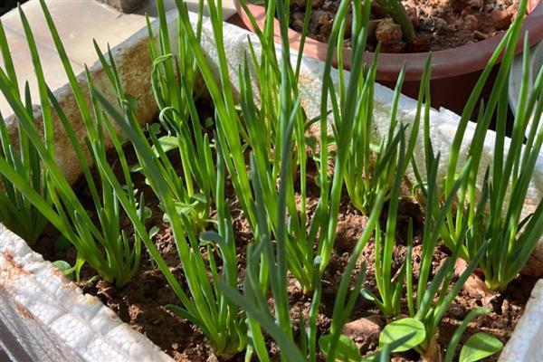 小葱种子冬天会不会发芽，做好保暖工作便可萌发