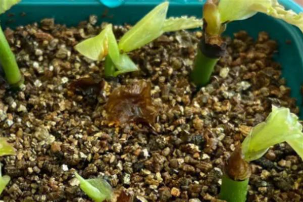 种植海棠果要注意什么，生长期间每个月至少追肥2次