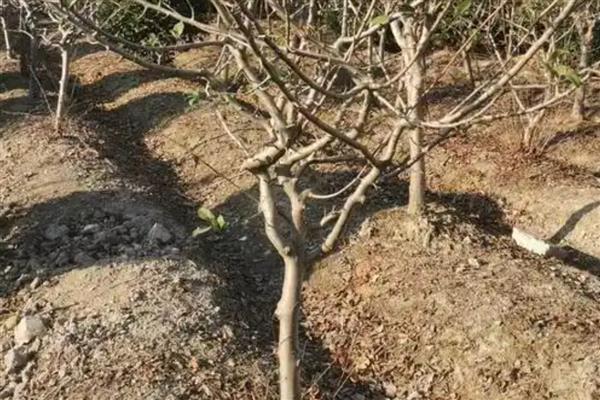 种植海棠果要注意什么，生长期间每个月至少追肥2次