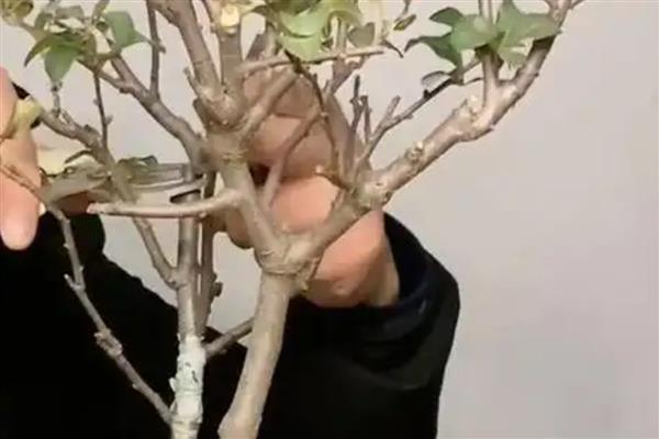 种植海棠果要注意什么，生长期间每个月至少追肥2次