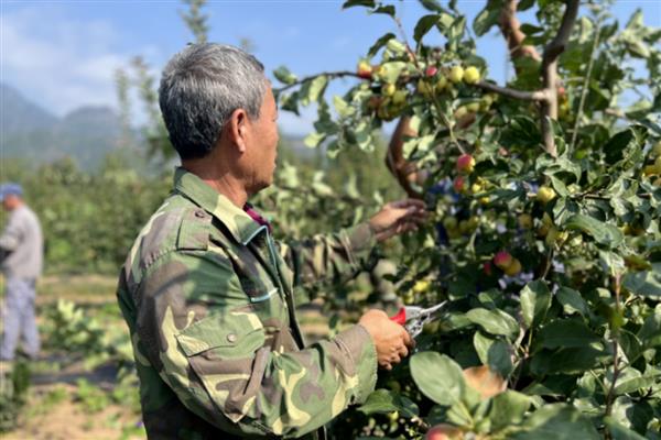 种植海棠果要注意什么，生长期间每个月至少追肥2次