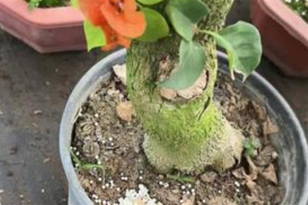 三角梅为什么一直不开花，主要是缺光、肥料不足、土壤不适所致