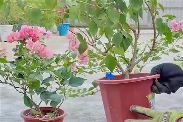 三角梅为什么一直不开花，主要是缺光、肥料不足、土壤不适所致