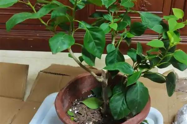 三角梅为什么一直不开花，主要是缺光、肥料不足、土壤不适所致