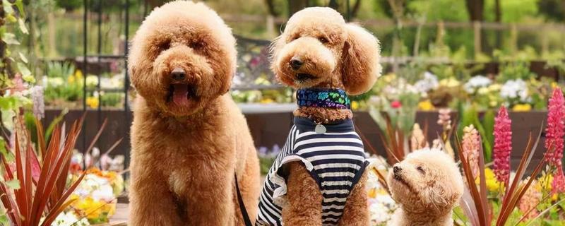 贵宾犬的饲养方法，平时要经常梳理和修剪毛发
