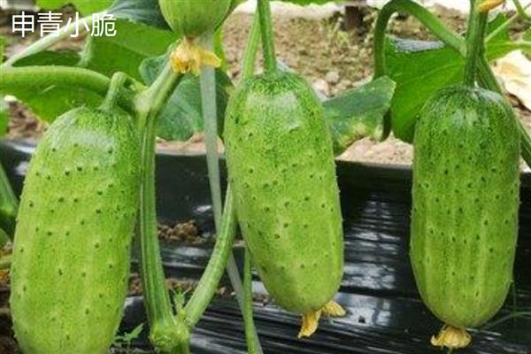 水果黄瓜的品种，常见申青小脆、航瓜玉妮等6个品种