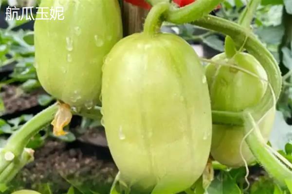 水果黄瓜的品种，常见申青小脆、航瓜玉妮等6个品种