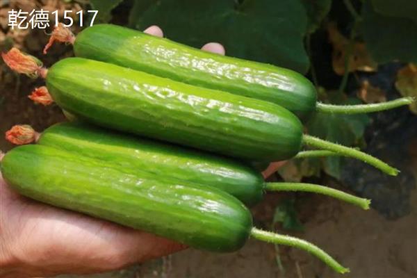 水果黄瓜的品种，常见申青小脆、航瓜玉妮等6个品种