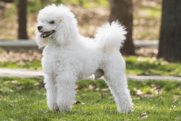 贵宾犬的饲养方法，平时要经常梳理和修剪毛发