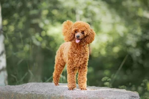 贵宾犬的饲养方法，平时要经常梳理和修剪毛发