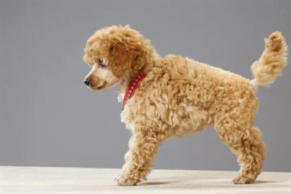 贵宾犬的饲养方法，平时要经常梳理和修剪毛发