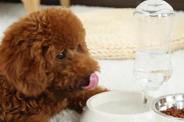 贵宾犬的饲养方法，平时要经常梳理和修剪毛发