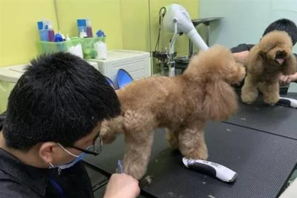 贵宾犬的饲养方法，平时要经常梳理和修剪毛发