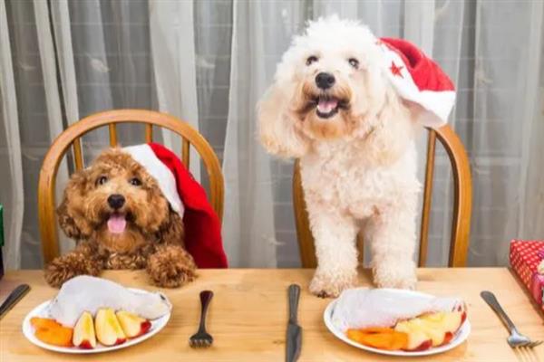 贵宾犬的饲养方法，平时要经常梳理和修剪毛发