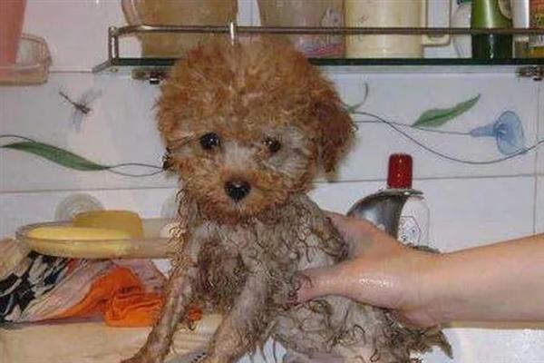 贵宾犬的饲养方法，平时要经常梳理和修剪毛发