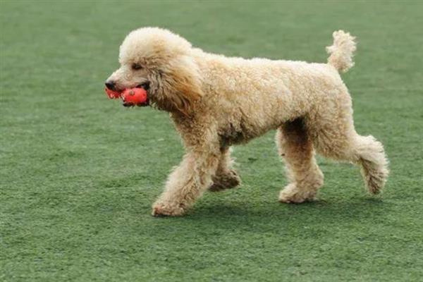 贵宾犬的饲养方法，平时要经常梳理和修剪毛发