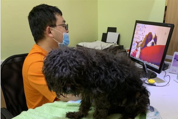 贵宾犬的饲养方法，平时要经常梳理和修剪毛发
