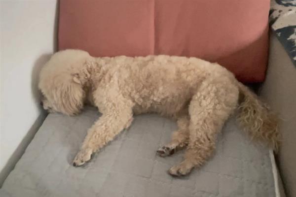 贵宾犬的饲养方法，平时要经常梳理和修剪毛发