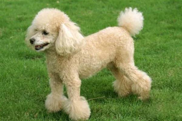 贵宾犬的饲养方法，平时要经常梳理和修剪毛发