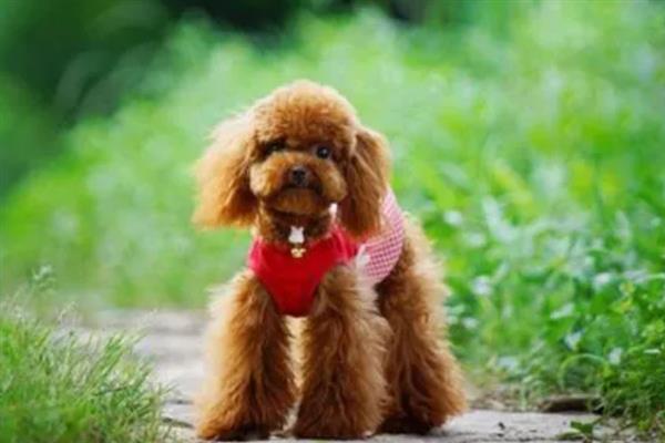贵宾犬的饲养方法，平时要经常梳理和修剪毛发