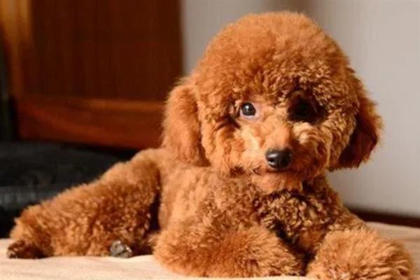 贵宾犬的饲养方法，平时要经常梳理和修剪毛发