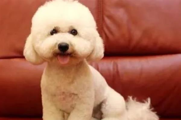 贵宾犬的饲养方法，平时要经常梳理和修剪毛发