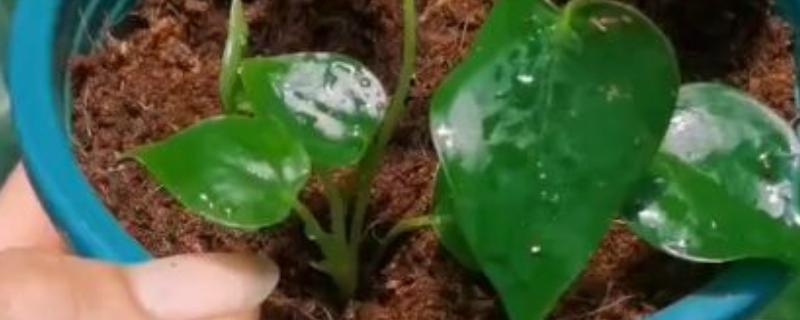 红掌扦插的要求，选择在红掌分株时候进行